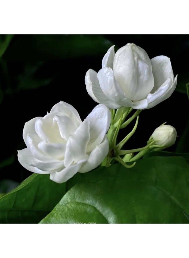 OASIS-TH 50 PCS Double-Flowered White Jasmine Seed Suitable For Planting Balcony Garden - Image 3